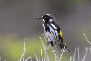 A BIRD ON A BRANCH