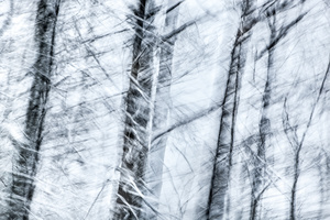 Snow #D121902