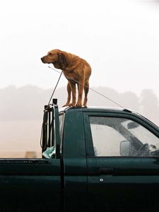 Keeper's dog
