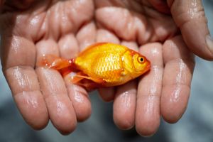 This is not a Fish Photo