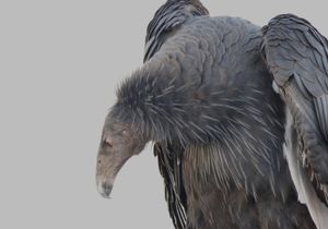 CONDOR DOLLY PEERS BELOW ©Janice Tieken. All rights reserved.