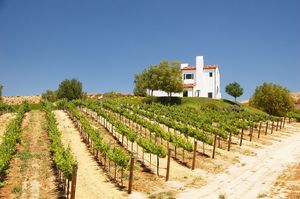 Vineyards in Temecula