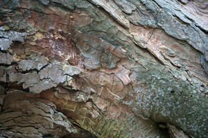 Bark crust