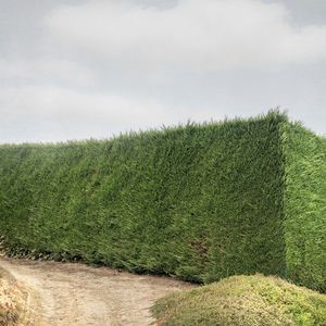 Hedge #3
