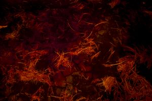 Feathers in red.