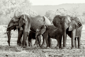 Elephant family in the Kafue National Park, Zambia