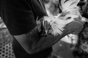The “asil” or jungle cock is the basic strain for the fighting cock with color, size, bone thickness, plumage and temperament being the key characteristics.