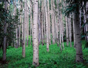 Aspens, Willow Mountain, Gila Wilderness, NM