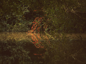 Into the marsh - 28