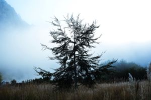 Echoes