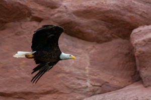 Bald Eagle over Colorado River.