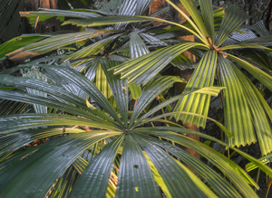 Dubuji Walkabout. Daintree. Australia