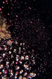 Coral Spawning