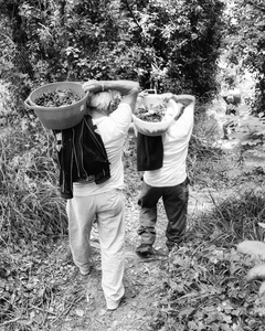 Harvesting cherries in the woods