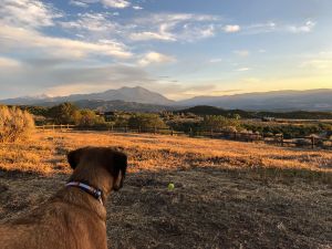The dog's view