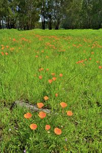 Poppies Point Pinol Regional Park.