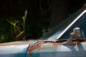 © Nicholas Gregory.     A weed grows from the hood of a dead car in a Northwest Detroit neighborhood.