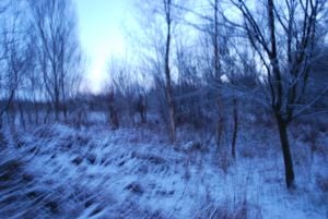 'There's a cold sweep of stillness in the trees that feels absolute and which seems to reach to the very edge of us'