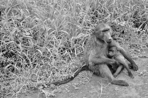 Monkey mother and baby