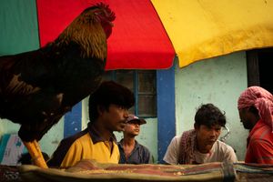 Cocky