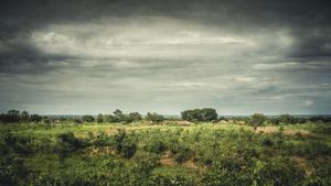 tazara.037