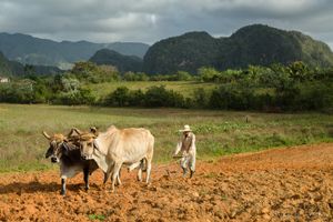 Preparin the Fields, Viñales.