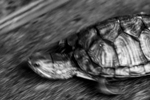 The Phantom of the Turtle