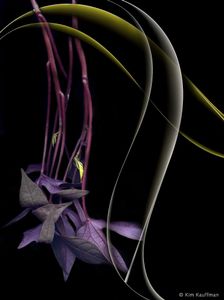 Confluence 4 © Kim Kauffman