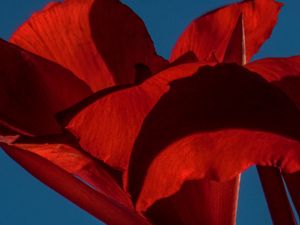 Evening Sunset (Iris)