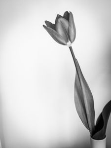 Prim