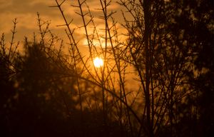 Yellow sun