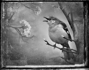 © Dianne Yudelson Mockingbird