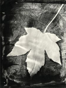 ALL / Pallor.