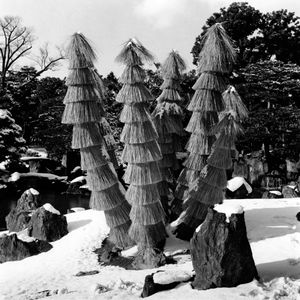 Covered Cycad, Nijo Castle