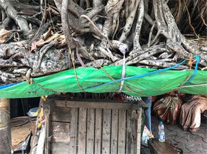 Roots (from the series Torque Too)
