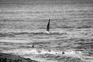 Orcas