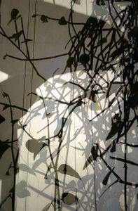 Jardin Urbain