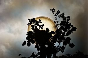 Circle of Light   © Seán Duggan
