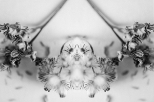 Flower Pareidolia Phenomenon