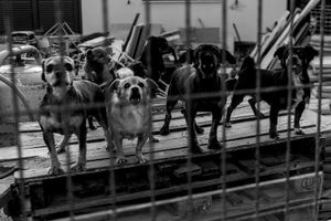 PEQUEÑOS VIGILANTES/LITTLE WATCHERS