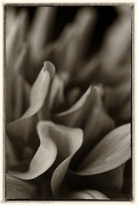 © Carolyn Meltzer