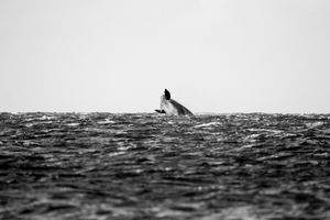 Whale BYN