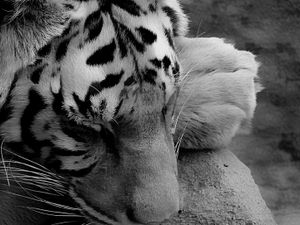 Tiger taking a nap