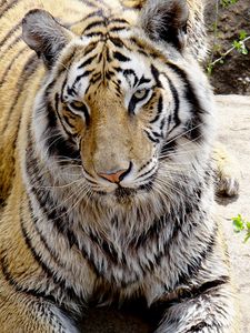 Tiger considering if it is worth it