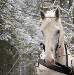 Winter powerhouses - feature for magazine Seasons