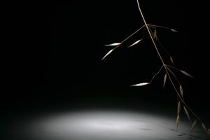Libretto of Ballet (series)