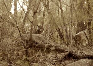 Wallaby Wave