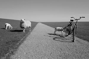 Sheep approach
