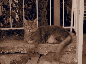 Athens Cats_12