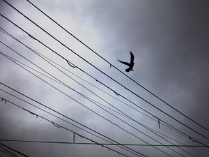 The Crow